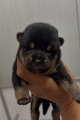 Les chiots de Shiba