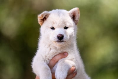 Les chiots de Shiba