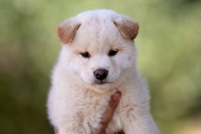 Les chiots de Shiba