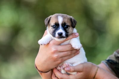 Les chiots de Jack Russell Terrier