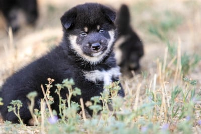 Les chiots de Shiba