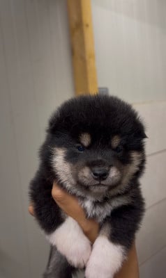 Les chiots de Shiba