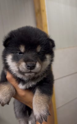 Les chiots de Shiba