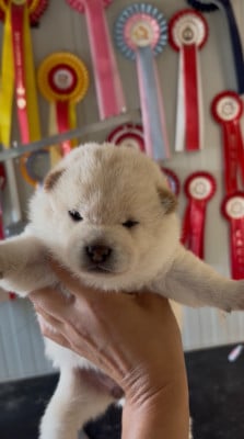 Les chiots de Shiba