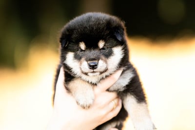 Les chiots de Shiba