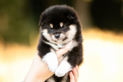 Les chiots de Shiba