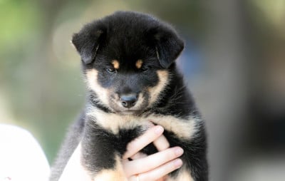 Les chiots de Shiba