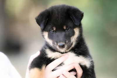 Les chiots de Shiba