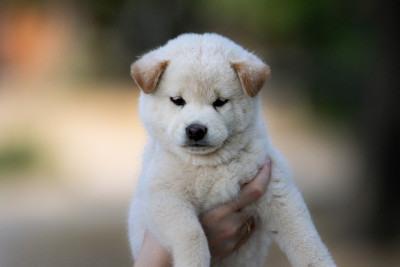 Les chiots de Shiba