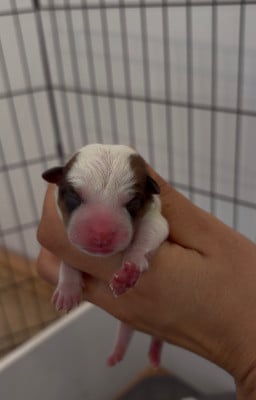 Les chiots de Jack Russell Terrier