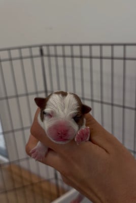 Les chiots de Jack Russell Terrier