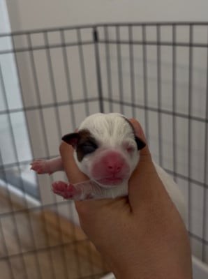 Les chiots de Jack Russell Terrier