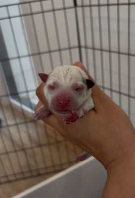 Les chiots de Jack Russell Terrier
