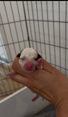 Les chiots de Jack Russell Terrier