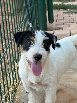 Les chiots de Jack Russell Terrier