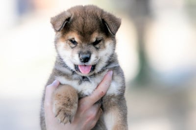 Les chiots de Shiba