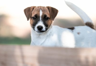 Les chiots de Jack Russell Terrier