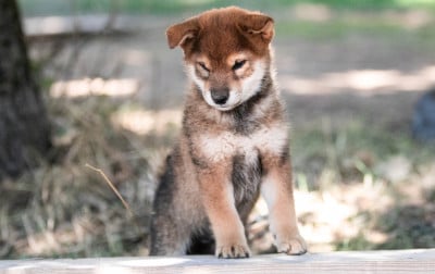 Les chiots de Shiba