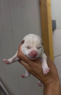 Les chiots de Shiba
