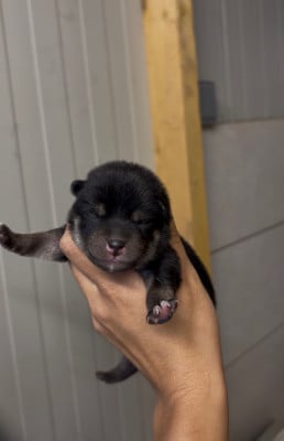 Les chiots de Shiba
