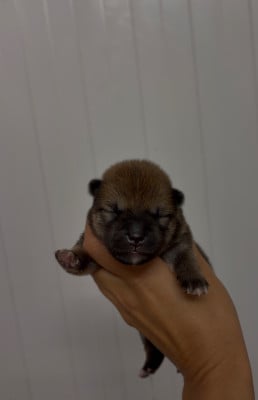 Les chiots de Shiba