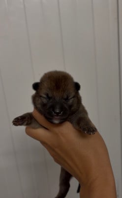 Les chiots de Shiba