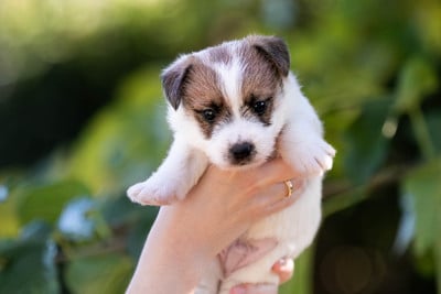 Les chiots de Jack Russell Terrier