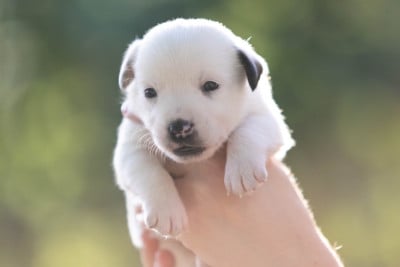 Les chiots de Jack Russell Terrier