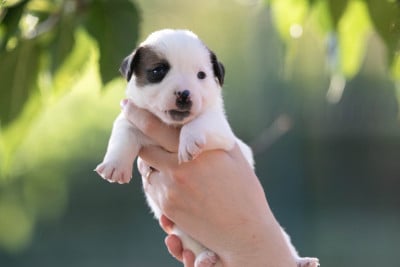 Les chiots de Jack Russell Terrier