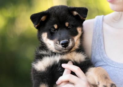 Les chiots de Shiba