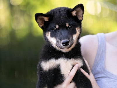 Les chiots de Shiba
