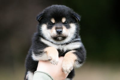 Les chiots de Shiba