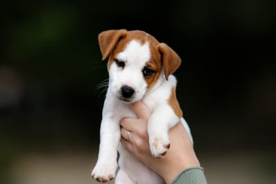 Les chiots de Jack Russell Terrier