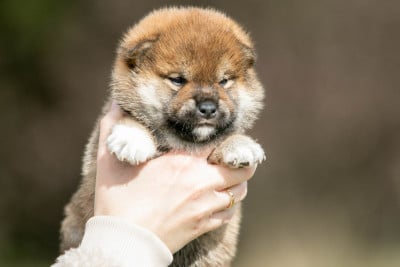Les chiots de Shiba