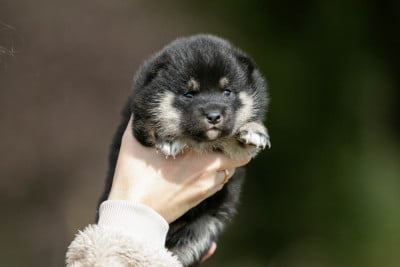 Les chiots de Shiba