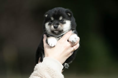 Les chiots de Shiba