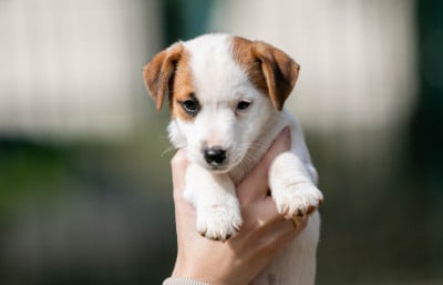 Les chiots de Jack Russell Terrier