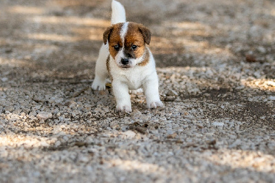 Les chiots de Jack Russell Terrier