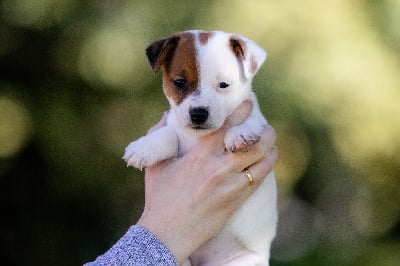 Les chiots de Jack Russell Terrier