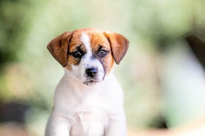 Les chiots de Jack Russell Terrier