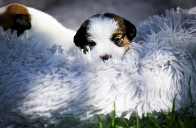 Les chiots de Jack Russell Terrier
