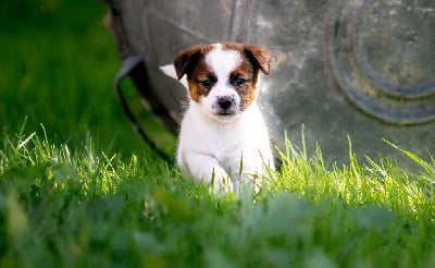 Les chiots de Jack Russell Terrier