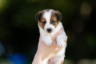 Les chiots de Jack Russell Terrier