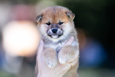 Les chiots de Shiba