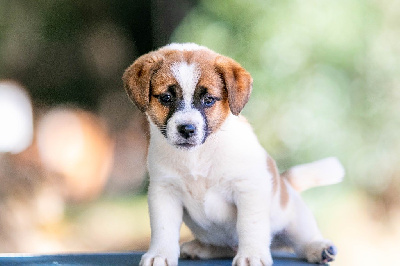 Les chiots de Jack Russell Terrier