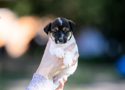Les chiots de Jack Russell Terrier