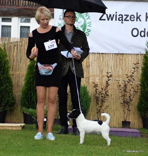 CH. Malmö du Bois de Compiègne - Très Prometteur - meilleur Puppy - 3 em BIS