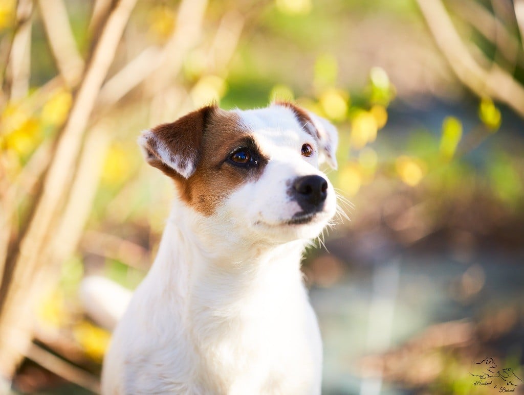 Lalie du Bois de Compiègne - 2 Em Excellent - Classe intermédiaire