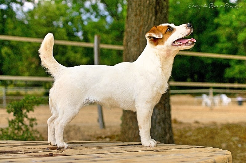 Lalie du Bois de Compiègne - 1er EXCELLENT