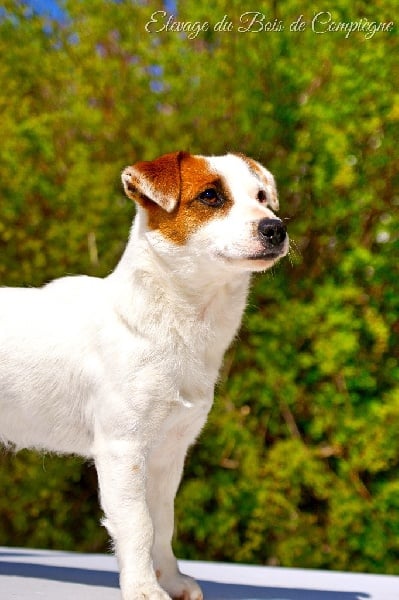 Lalie du Bois de Compiègne - TAN POSITIF